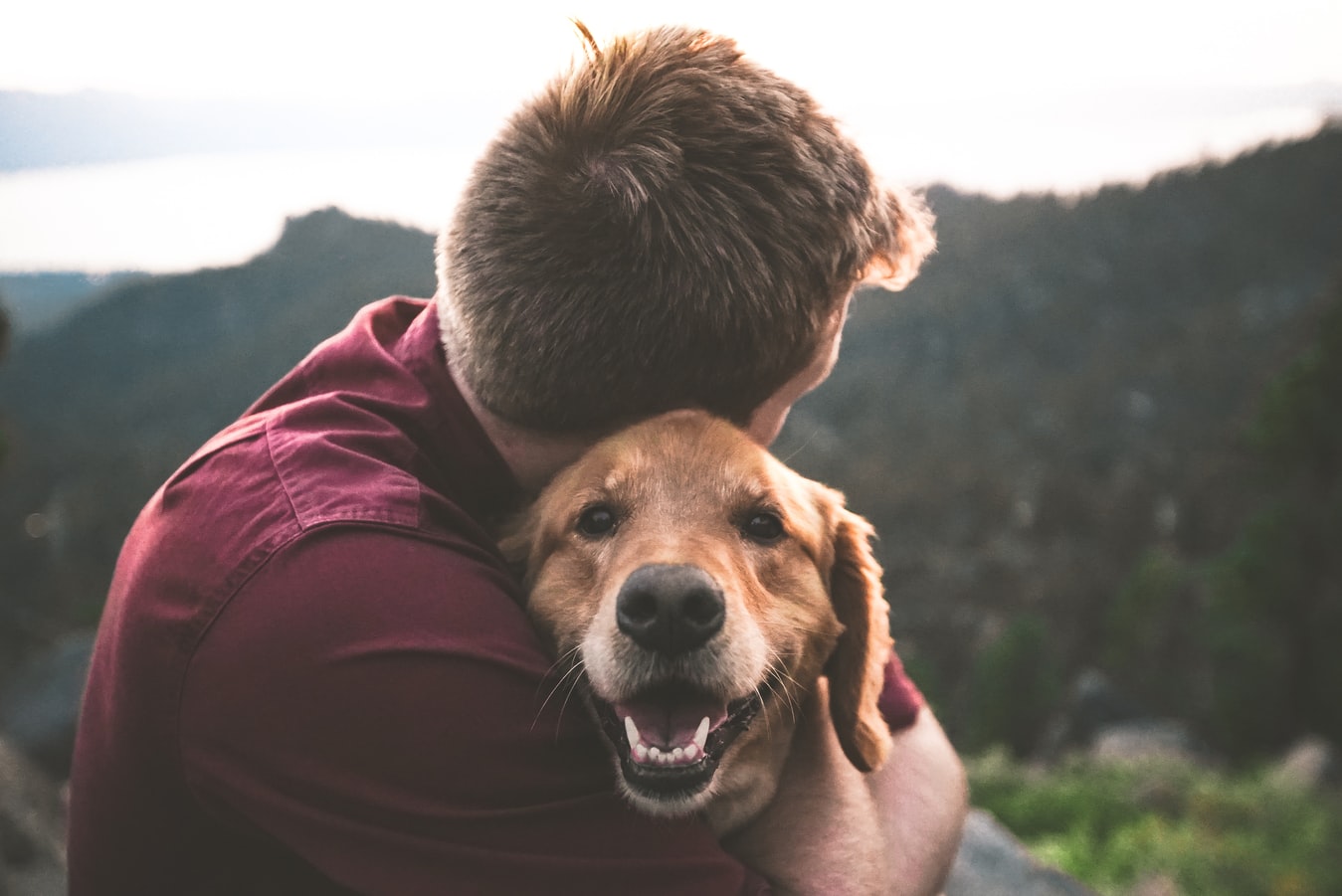 Having a pet in Spain: Things you need to consider